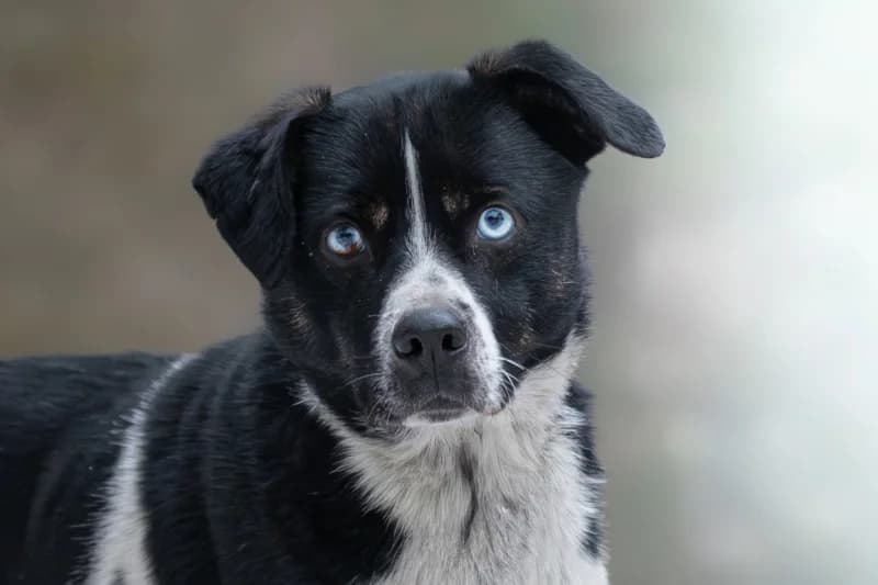 Xavi, Mixed Breed for adoption at description