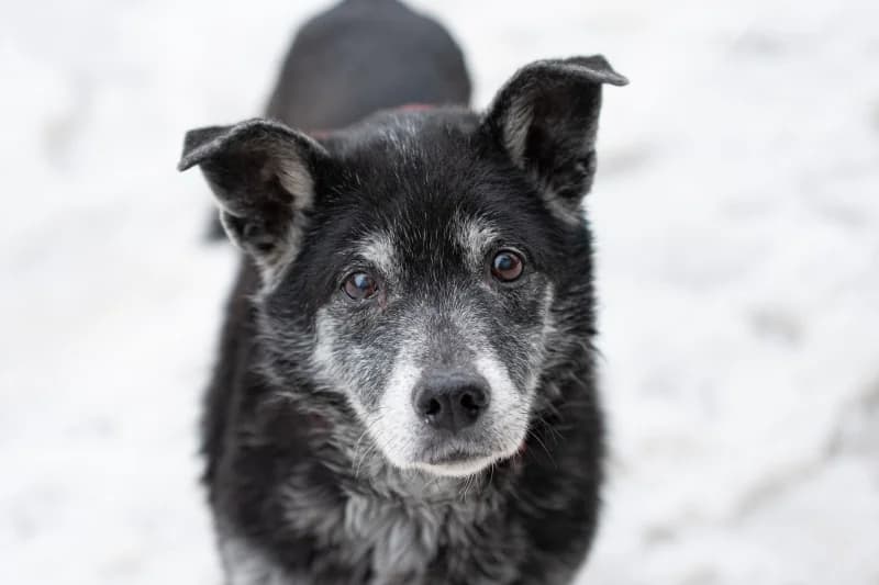 Alvaro, Mixed Breed for adoption at description
