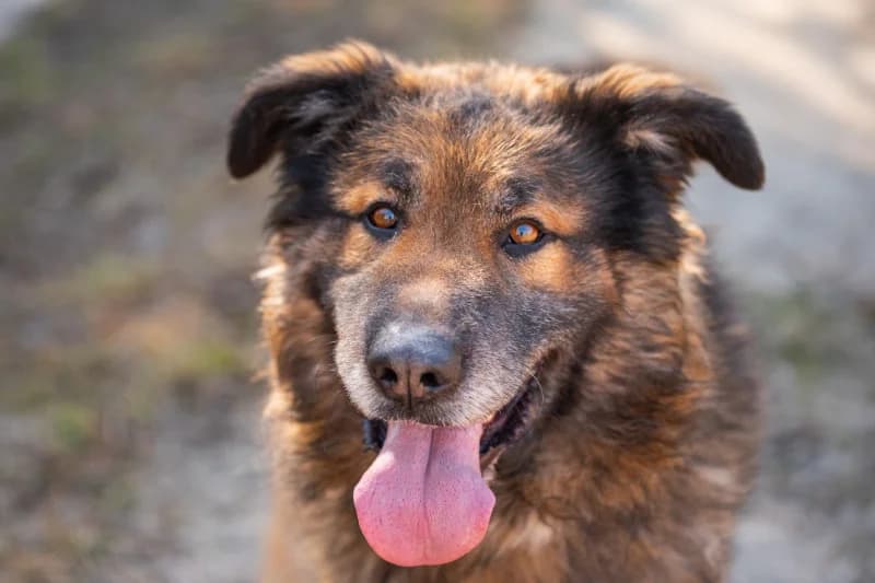 Guliver, Mixed Breed for adoption at description