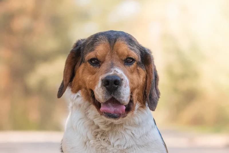 Adimo, Mixed Breed for adoption at description
