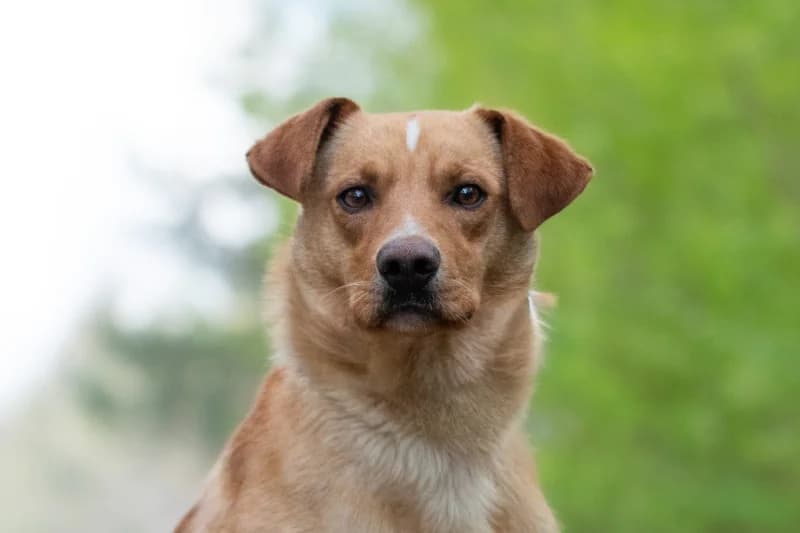Suno, Mixed Breed for adoption at description