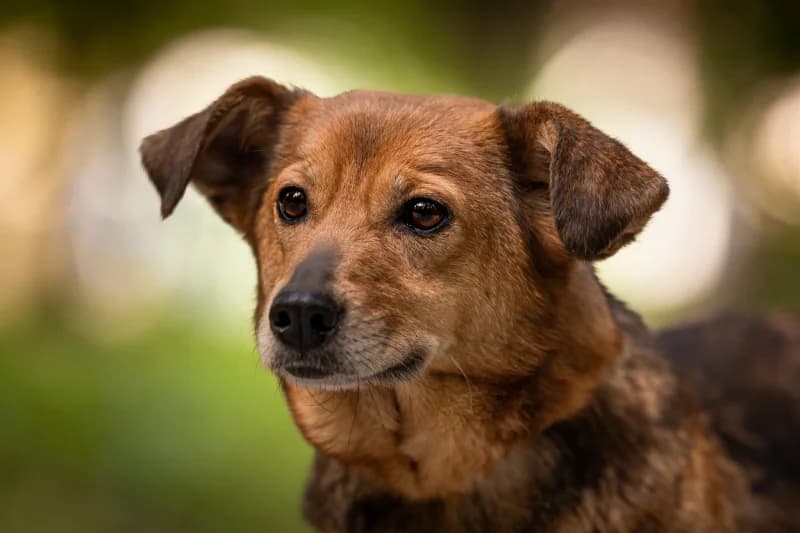 Adila,  Mixed Breed for adoption at description
