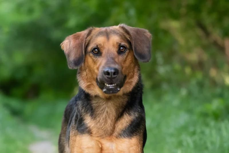 Gufi,  Mixed Breed for adoption at description