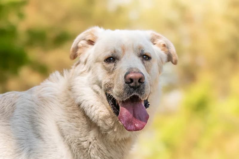 Manto,  Mixed Breed for adoption at description