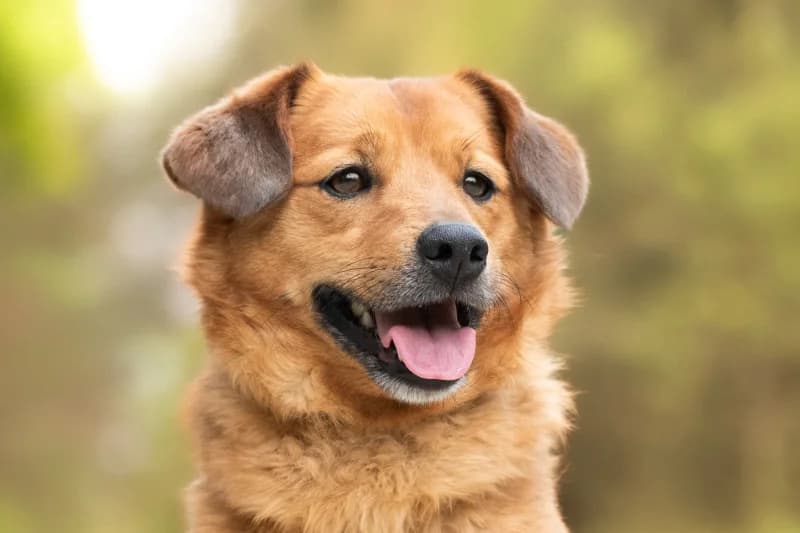 Atali,  Mixed Breed for adoption at description