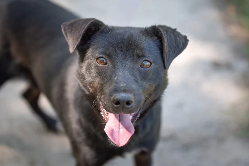 Hizo,  Mixed Breed for adoption at description