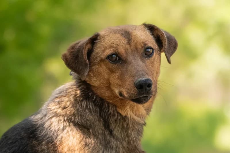 Nono,  Mixed Breed for adoption at description