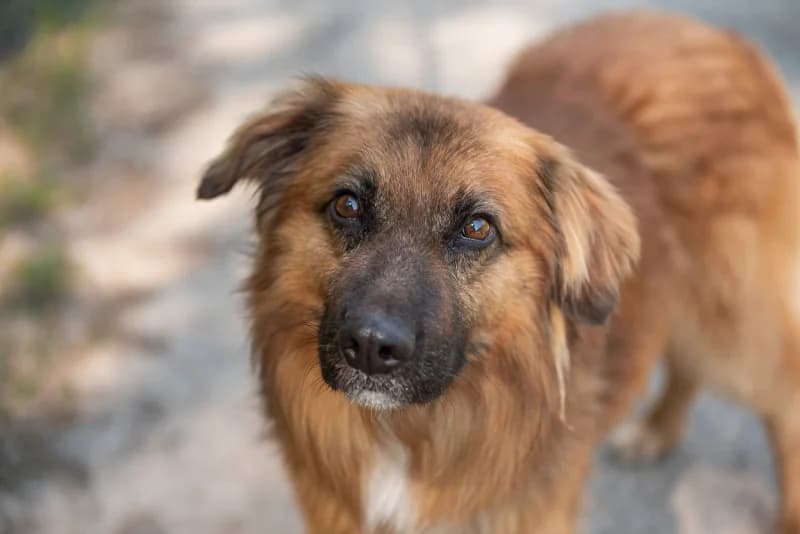 Bafflo, Mixed Breed (description)