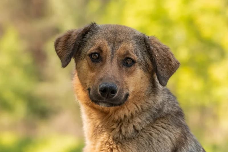 Loutraki, Mixed Breed (description)