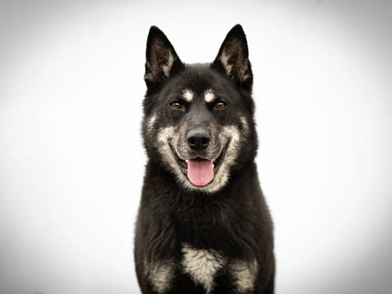 Costa, Mixed Breed (description)