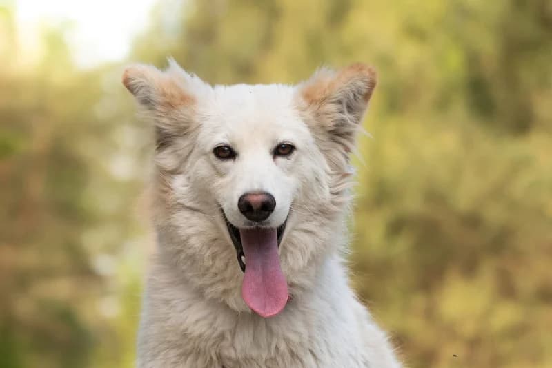 Asmo, Mixed Breed (description)