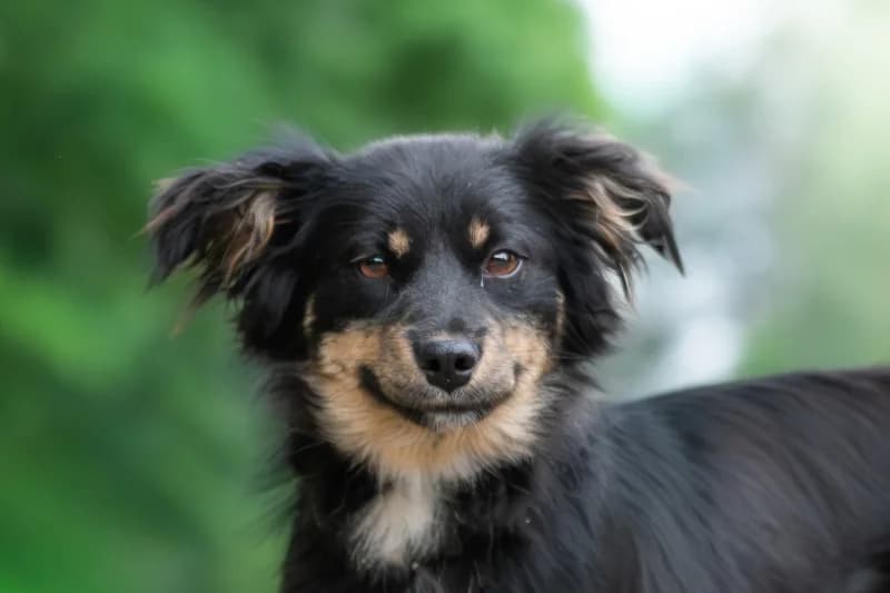 Nanaja,  Mixed Breed for adoption at description