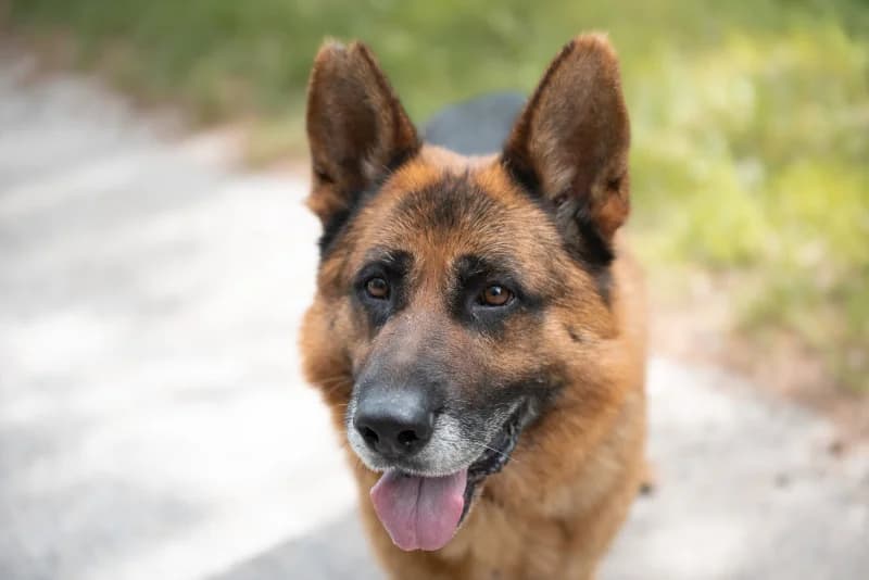 Fonzo,  Mixed Breed for adoption at description