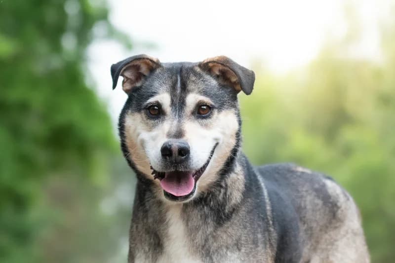 Solan,  Mixed Breed for adoption at description