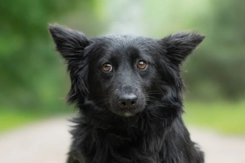 Mabel,  Mixed Breed for adoption at description