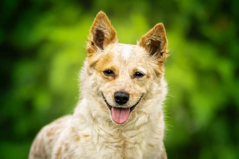 Yubiri,  Mixed Breed for adoption at description