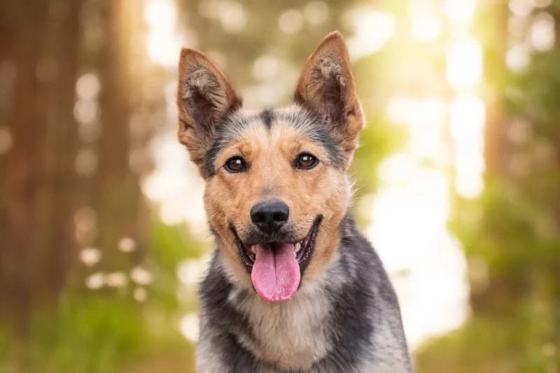 Shima,  Mixed Breed for adoption at description