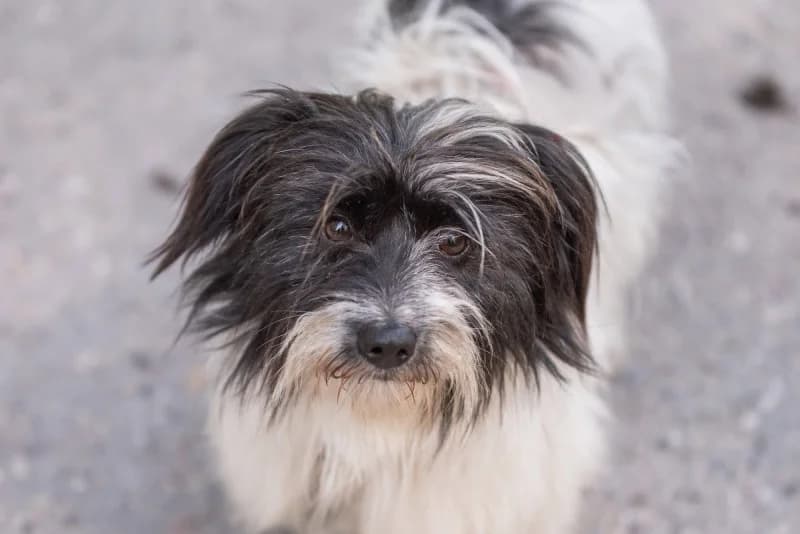 Hawryś,  Mixed Breed for adoption at description