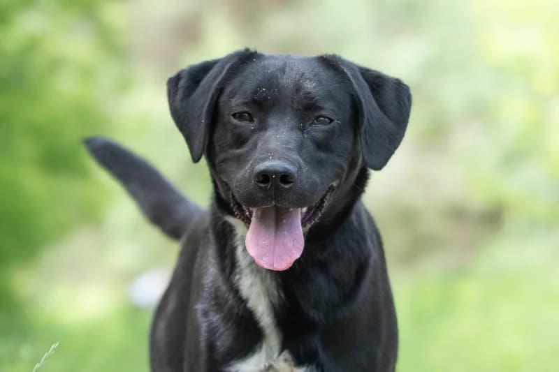 Tighnari,  Mixed Breed for adoption at description