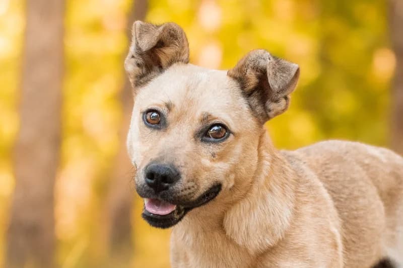 Spanky,  Mixed Breed for adoption at description