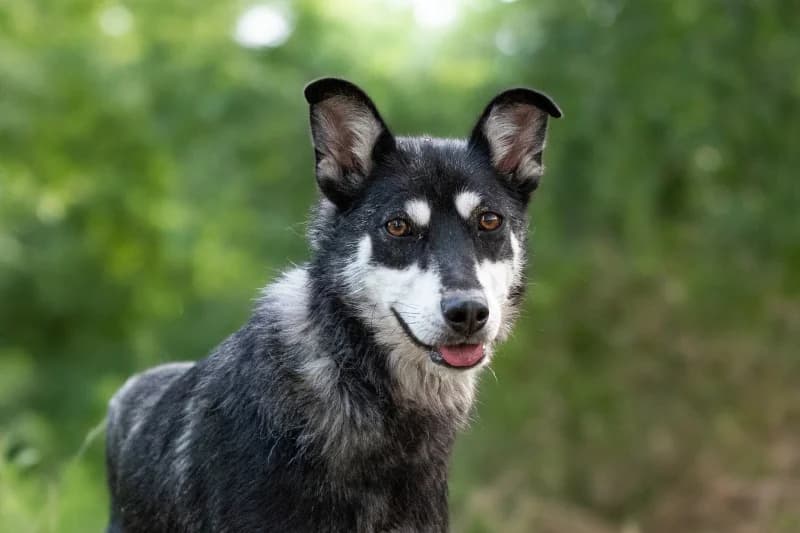 Vanasi,  Mixed Breed for adoption at description