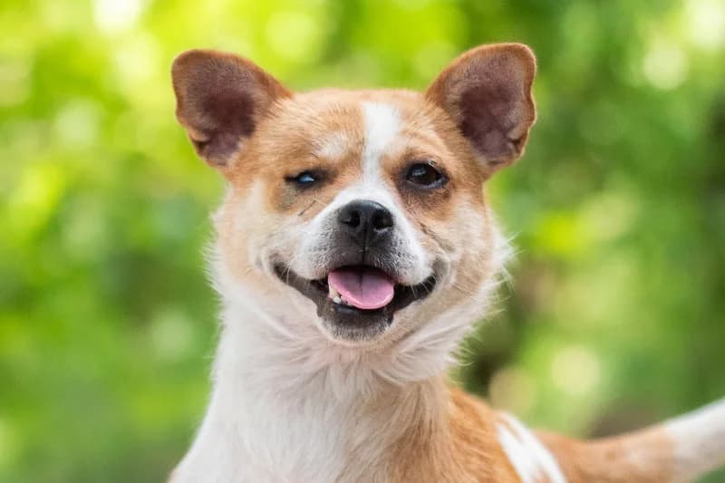 Gelly,  Mixed Breed for adoption at description