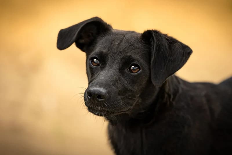 Fendi,  Mixed Breed for adoption at description