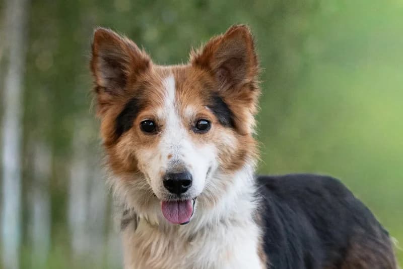 Yunan,  Mixed Breed for adoption at description