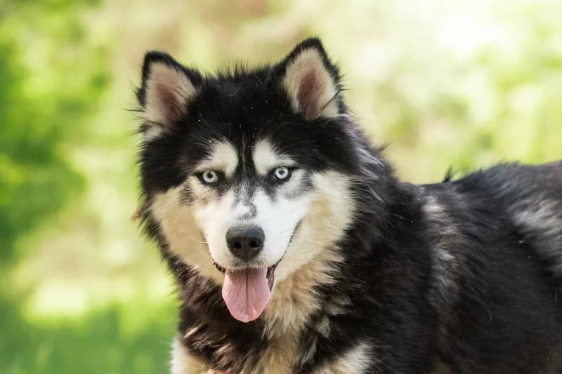Eyua,  Mixed Breed for adoption at description