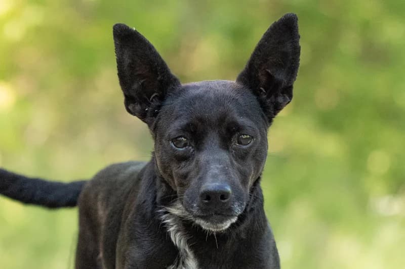 Czikita,  Mixed Breed for adoption at description