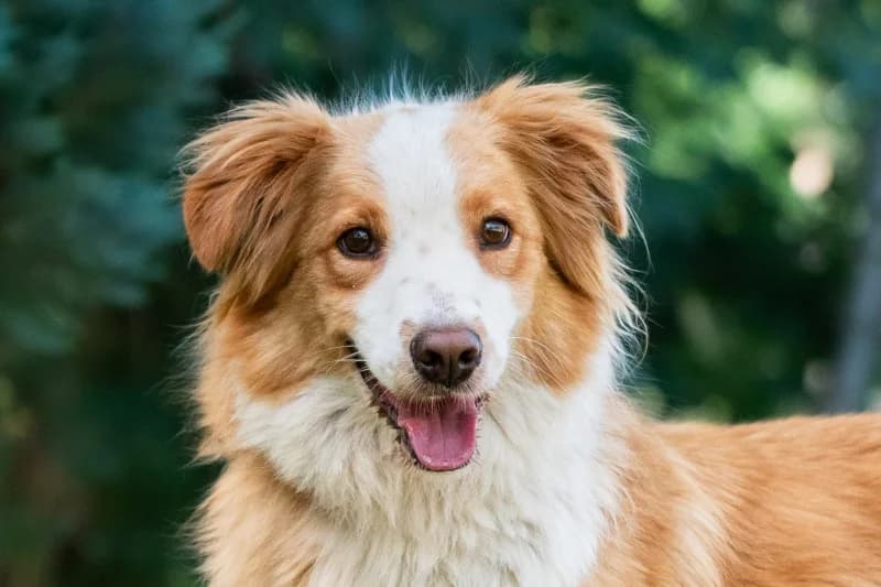 Ingo,  Mixed Breed for adoption at description