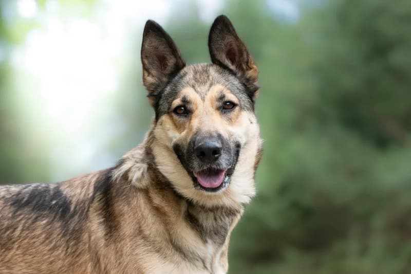 Mibia, Mixed Breed (description)