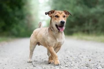 Rapid,  Mixed Breed for adoption at description
