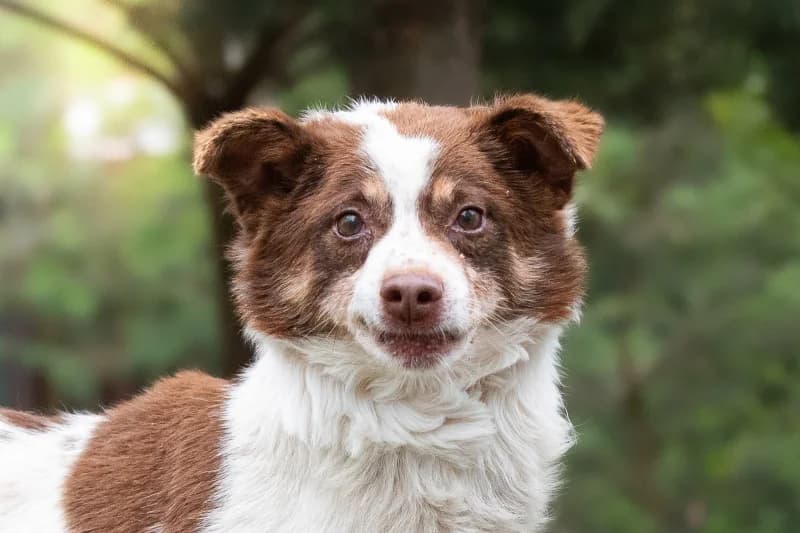 Novino,  Mixed Breed for adoption at description