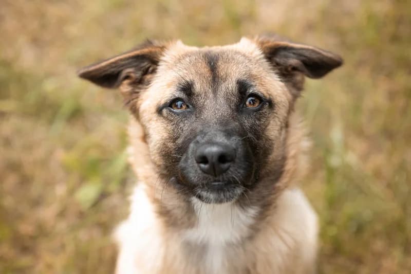 Diva,  Mixed Breed for adoption at description