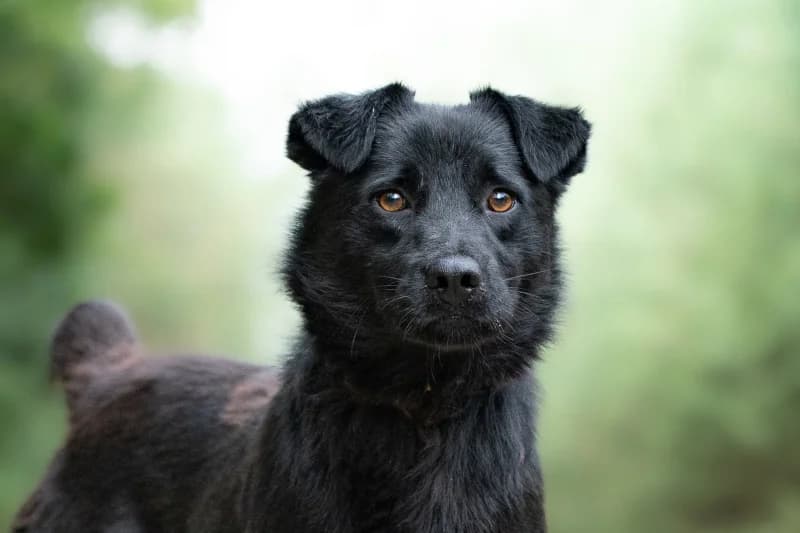Embolo,  Mixed Breed for adoption at description