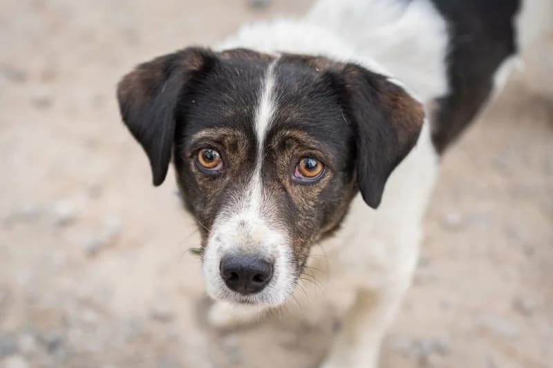 Milvio, Mixed Breed for adoption at description
