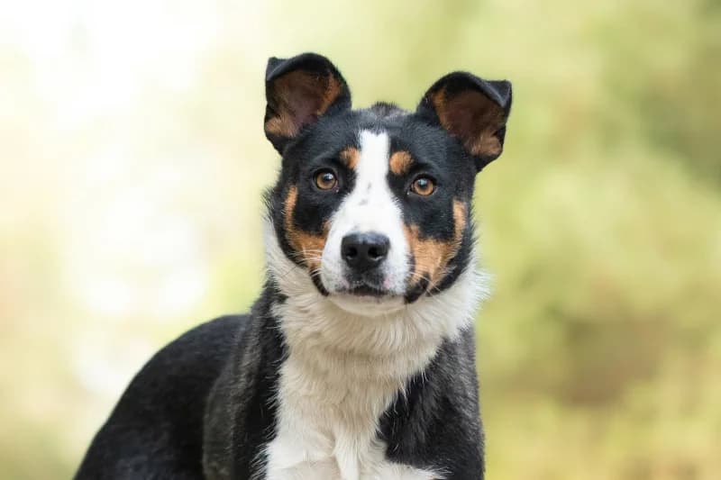 Issa, Mixed Breed for adoption at description