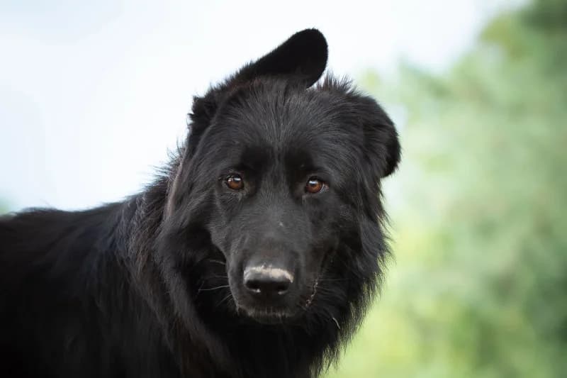Kayra, Mixed Breed for adoption at description