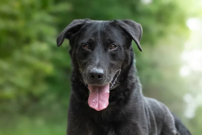Sabath, Mixed Breed for adoption at description