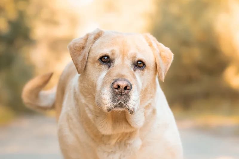 Cama, Mixed Breed for adoption at description