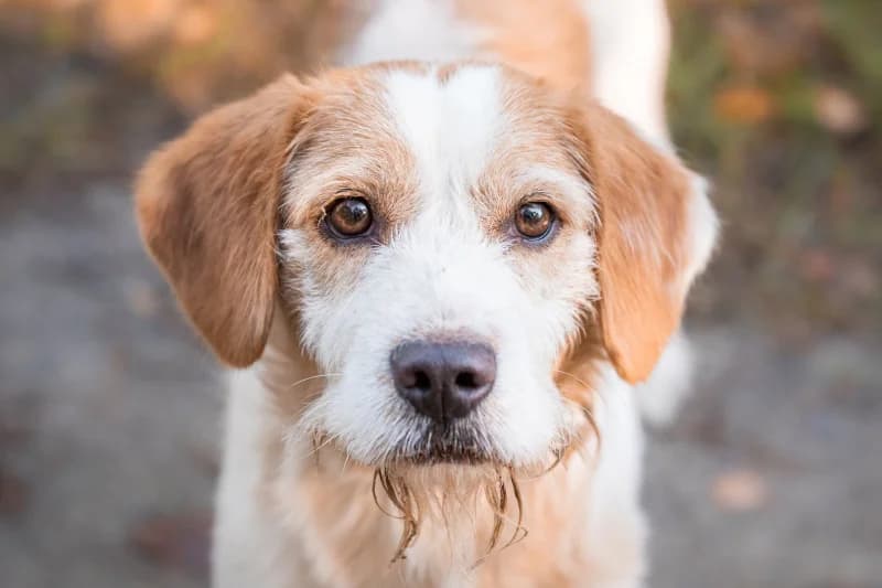 Olmo, Mixed Breed for adoption at description