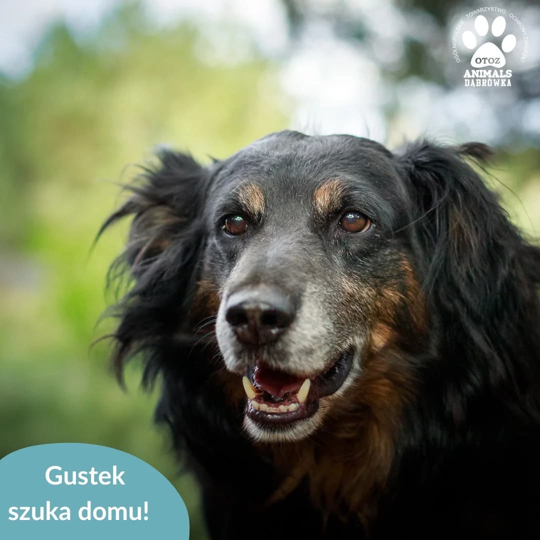 GUSTEK, Mixed Breed (OTOZ Dabrowka)