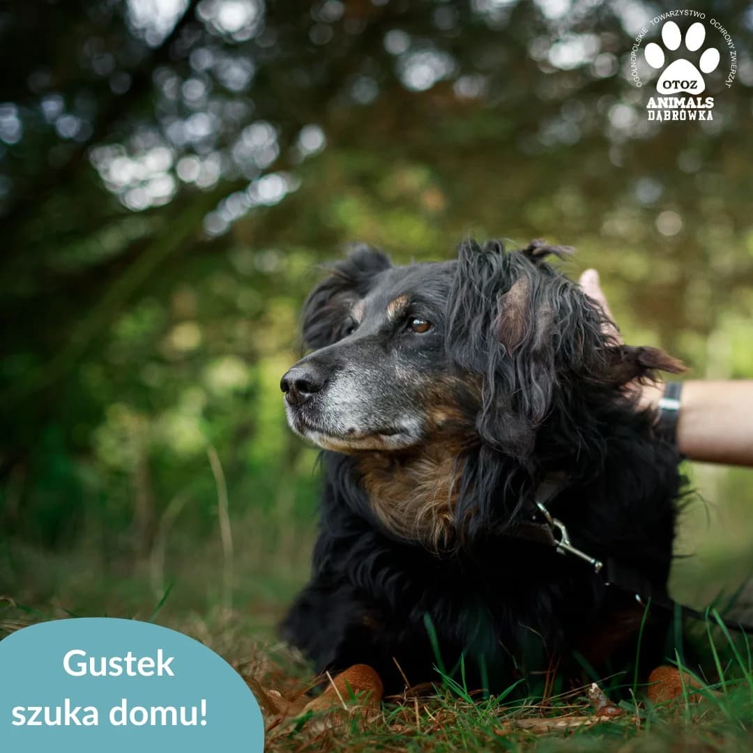 GUSTEK,  Mixed Breed for adoption at OTOZ Dabrowka, Dąbrówka