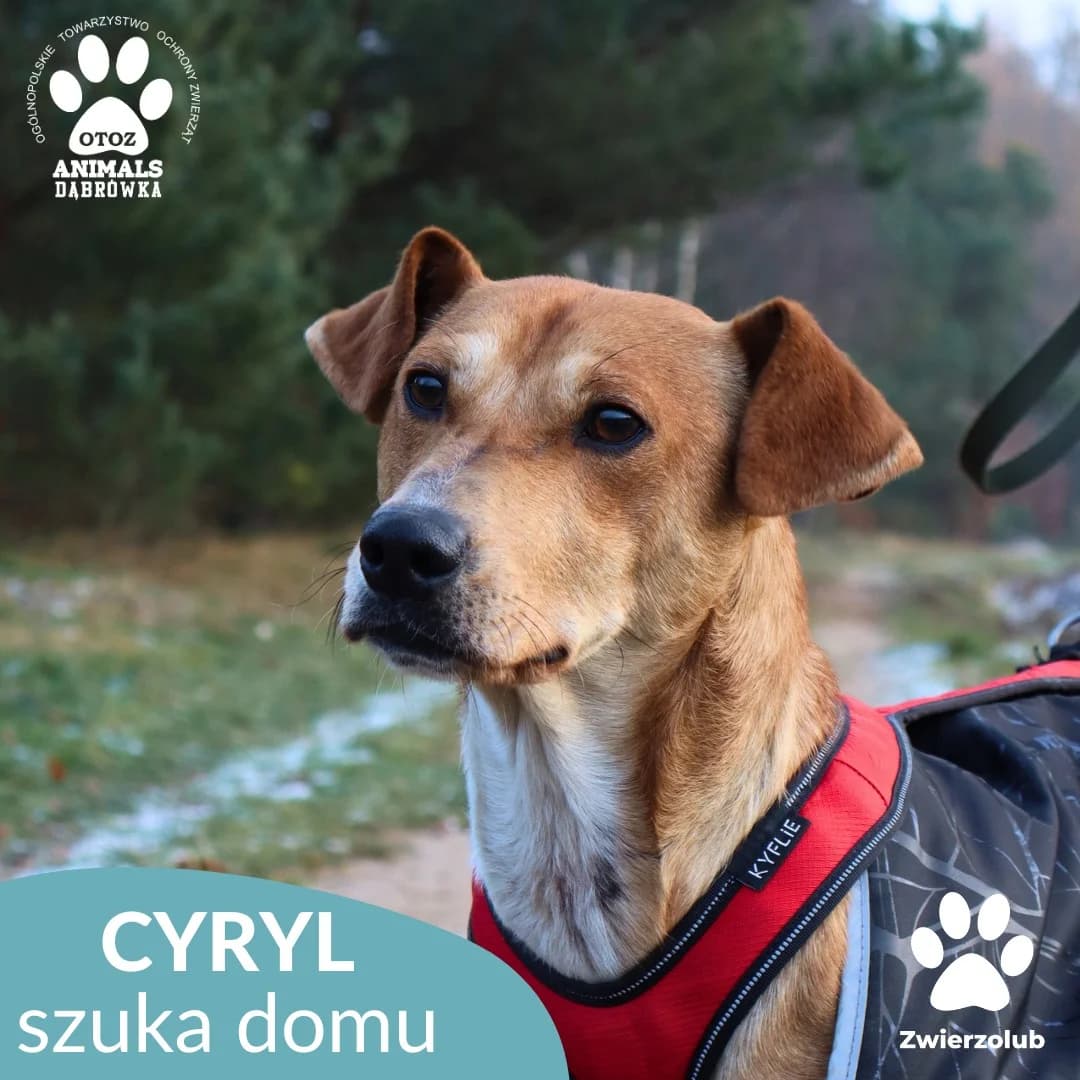 Schronisko dla zwierząt w Dąbrówce,  Mixed Breed for adoption at Schronisko dla Bezdomnych Zwierząt w Dąbrówce