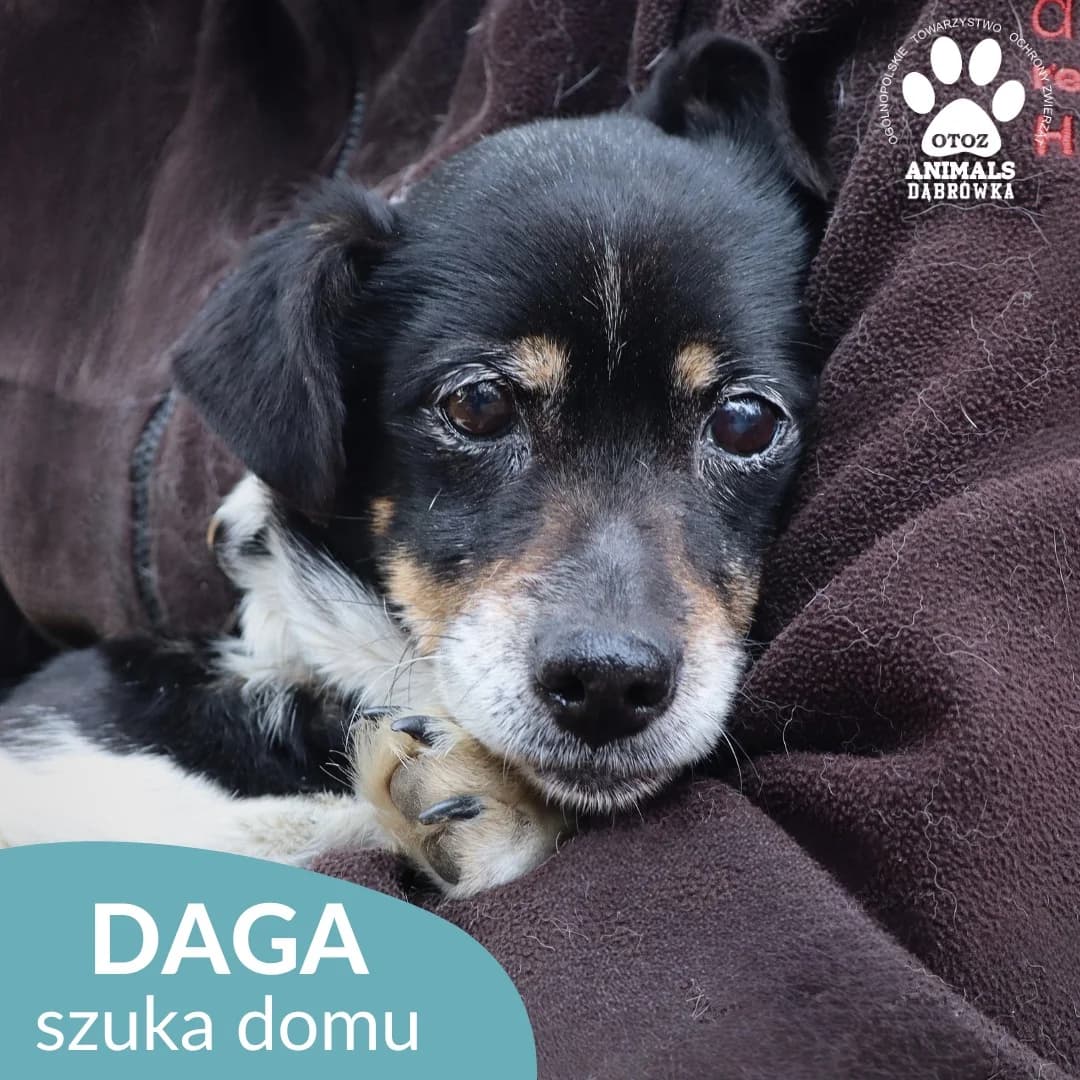 Daga, Mixed Breed (OTOZ Dabrowka)