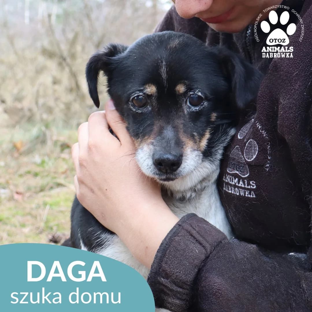 Daga,  Mixed Breed for adoption at OTOZ Dabrowka, Dąbrówka