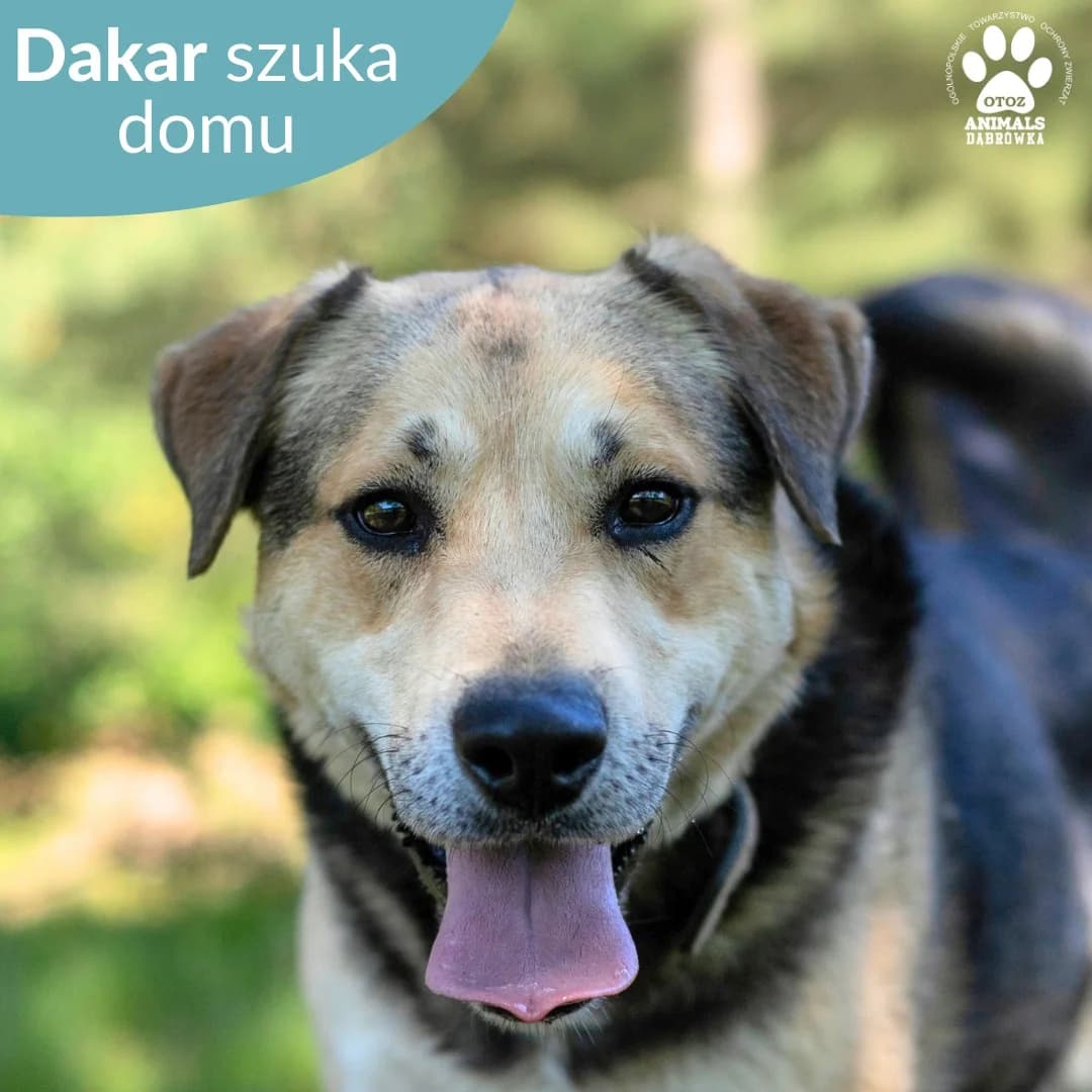 DAKAR,  Mixed Breed for adoption at OTOZ Dabrowka, Dąbrówka
