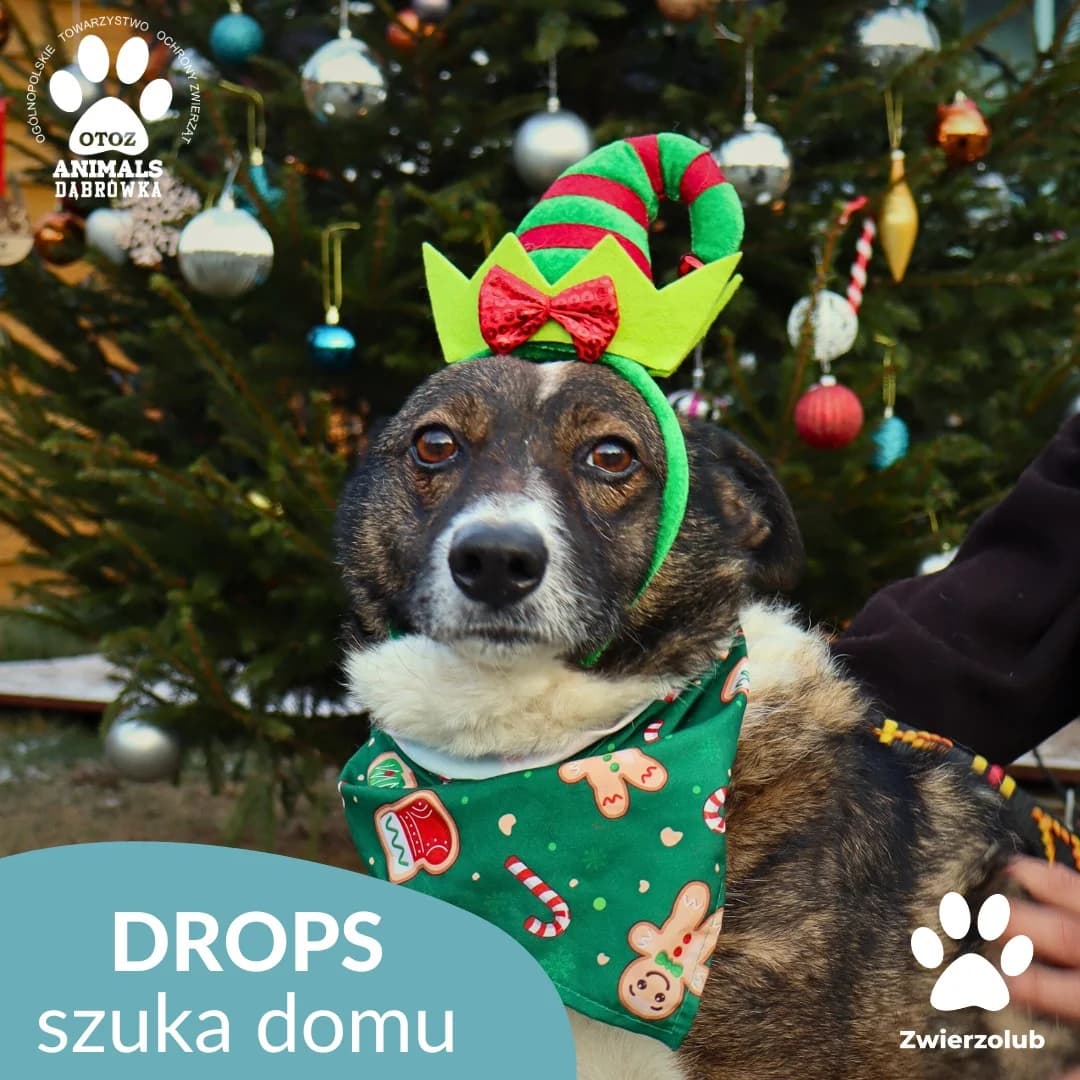 Schronisko dla zwierząt w Dąbrówce,  Mixed Breed for adoption at Schronisko dla Bezdomnych Zwierząt w Dąbrówce