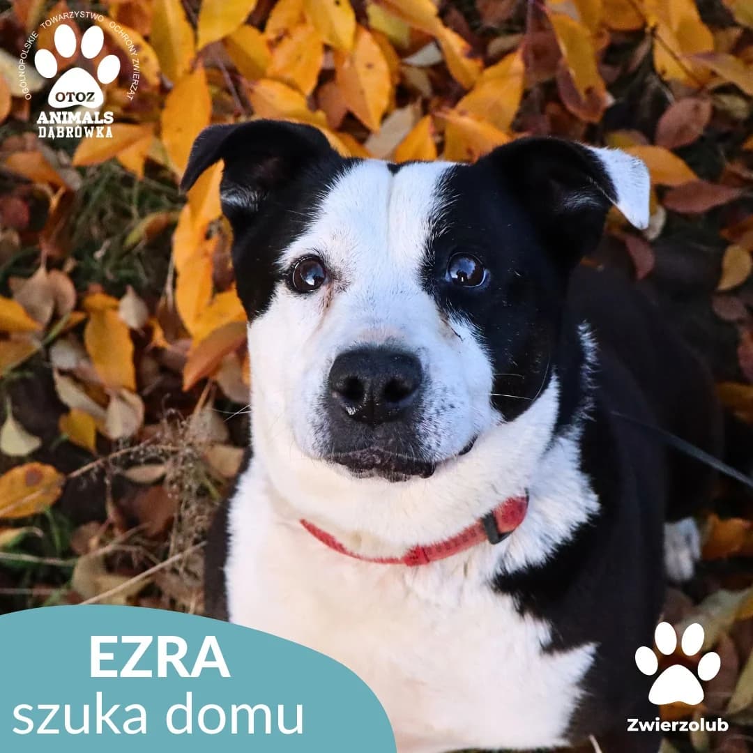 Schronisko dla zwierząt w Dąbrówce,  7yo Mixed Breed for adoption at Schronisko dla Bezdomnych Zwierząt w Dąbrówce